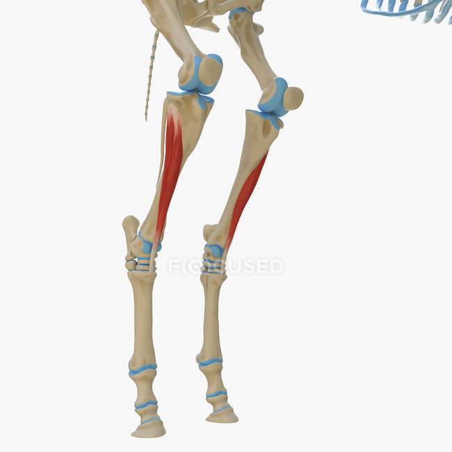 Horse skeleton model with detailed Tibialis cranialis muscle, digital illustration. — Stock Photo