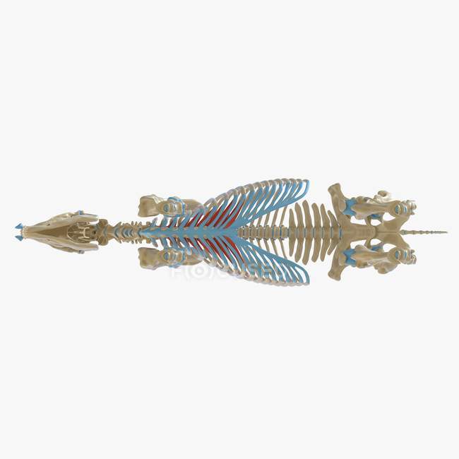 Modelo de esqueleto de cavalo com músculo Transversus thoracis detalhado, ilustração digital . — Fotografia de Stock