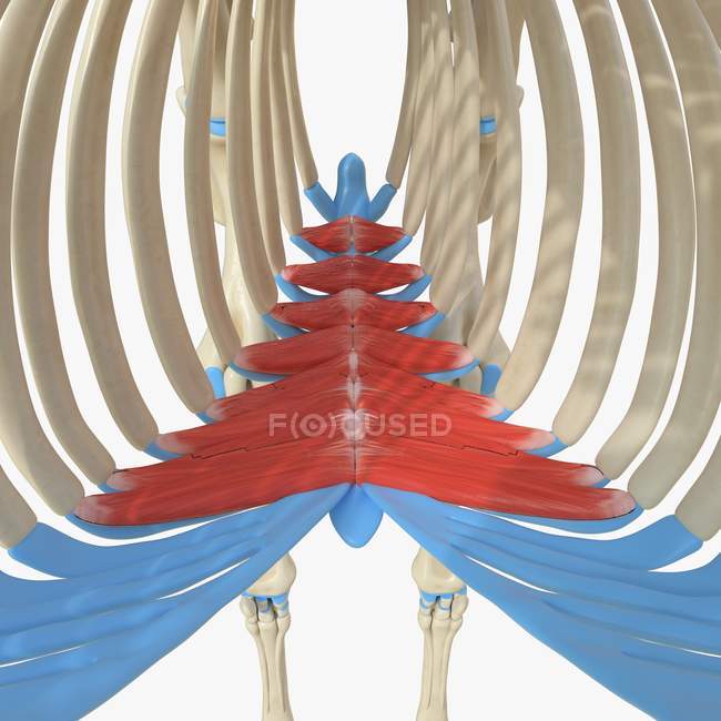 Horse skeleton model with detailed Transversus thoracis muscle, digital illustration. — Stock Photo