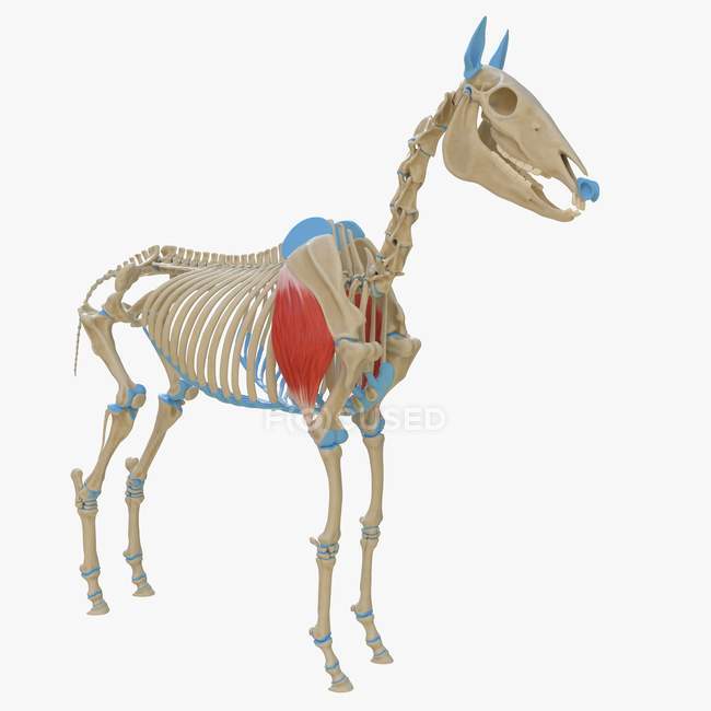 Modèle squelette de cheval avec muscle Triceps brachii détaillé, illustration numérique . — Photo de stock