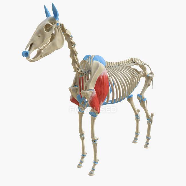 Modello di scheletro di cavallo con dettagliato muscolo tricipite, illustrazione digitale . — Foto stock