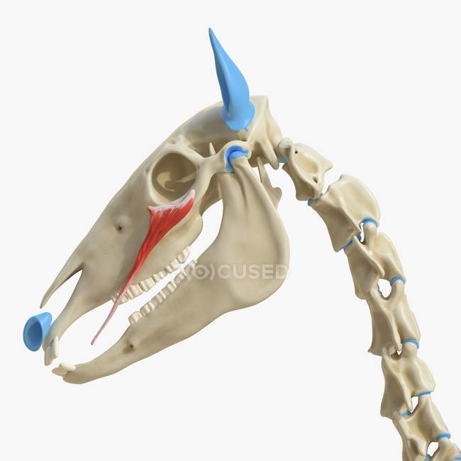 Horse skeleton model with detailed zygomaticus brachii muscle, digital illustration. — Stock Photo