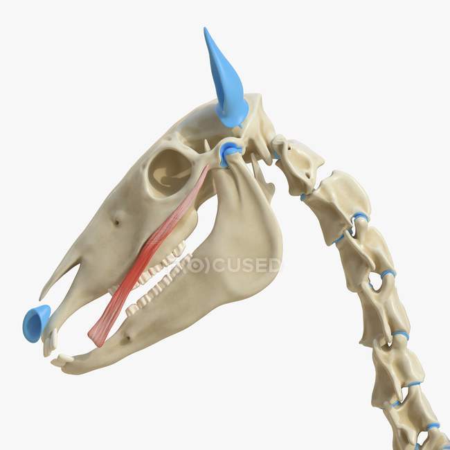 Horse skeleton model with detailed Zygomaticus brachii muscle, digital illustration. — Stock Photo
