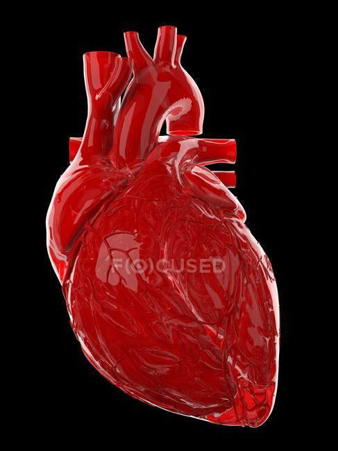 Червоне людське серце на чорному тлі, комп'ютерна ілюстрація. — стокове фото
