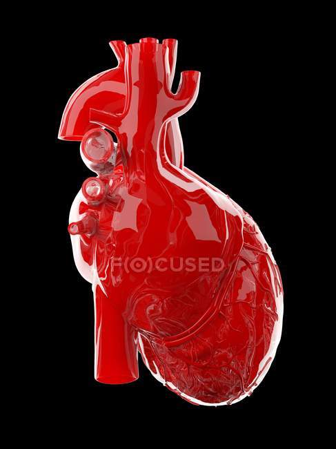 Corazón humano rojo sobre fondo negro, ilustración por ordenador
. - foto de stock