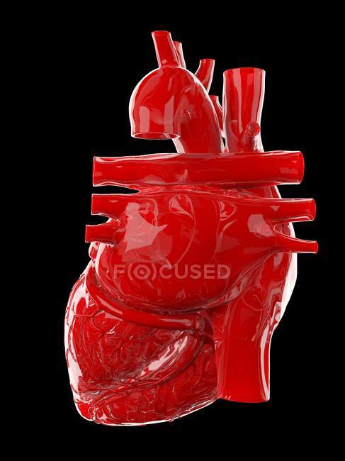 Червоне людське серце на чорному тлі, комп'ютерна ілюстрація . — стокове фото