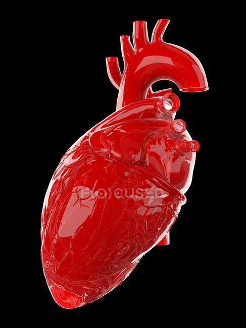 Coeur humain rouge sur fond noir, illustration d'ordinateur . — Photo de stock