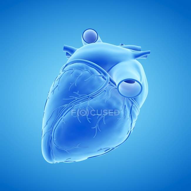Modelo de corazón humano sobre fondo azul, ilustración por ordenador
. - foto de stock