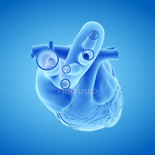 Модель людського серця на синьому фоні, комп'ютерна ілюстрація . — стокове фото