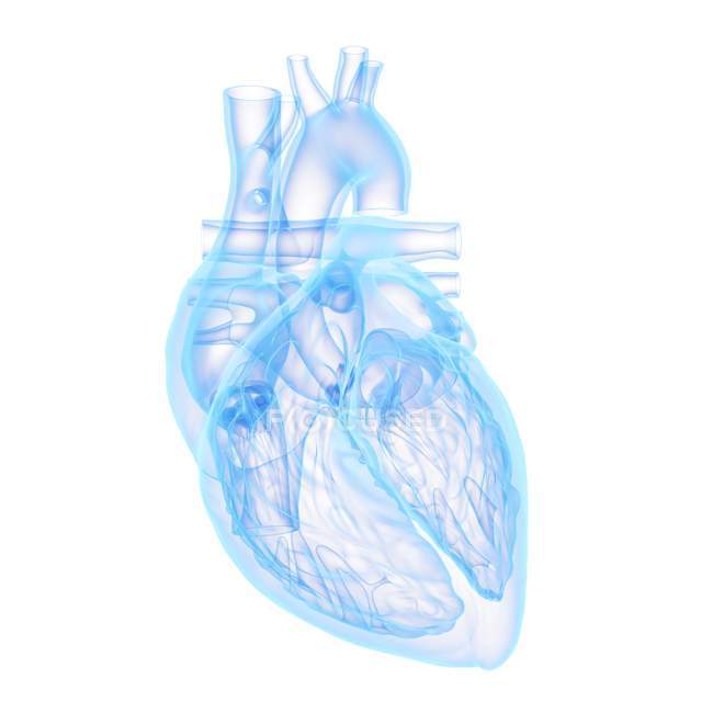 Modèle coeur humain sur fond blanc, illustration ordinateur
. — Photo de stock