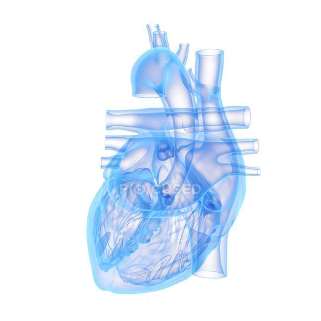 Модель людського серця на білому тлі, комп 