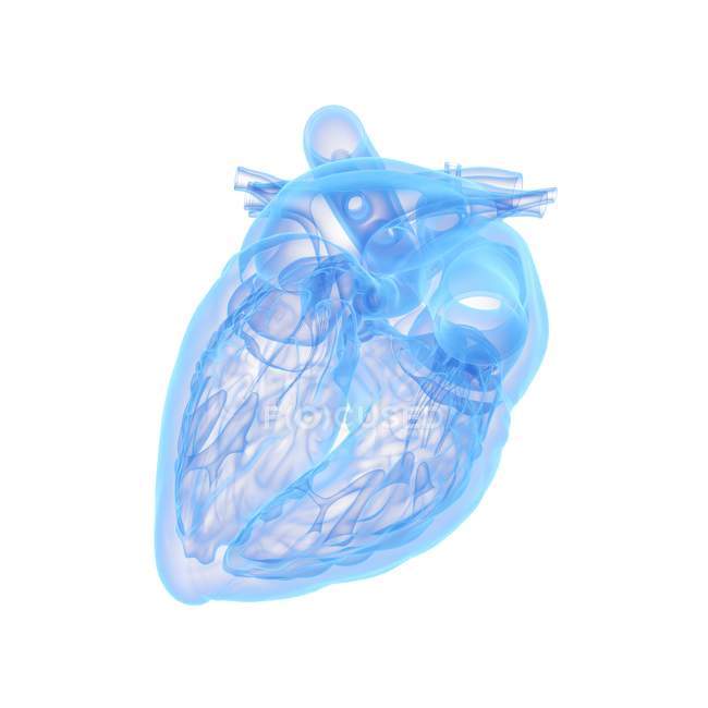 Modelo de coração humano em fundo branco, ilustração de computador . — Fotografia de Stock