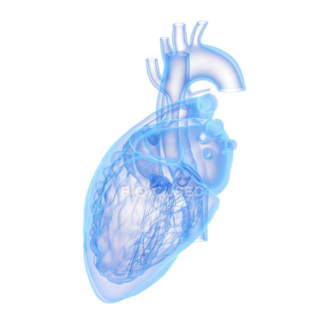 Modelo de corazón humano sobre fondo blanco, ilustración por ordenador
. - foto de stock