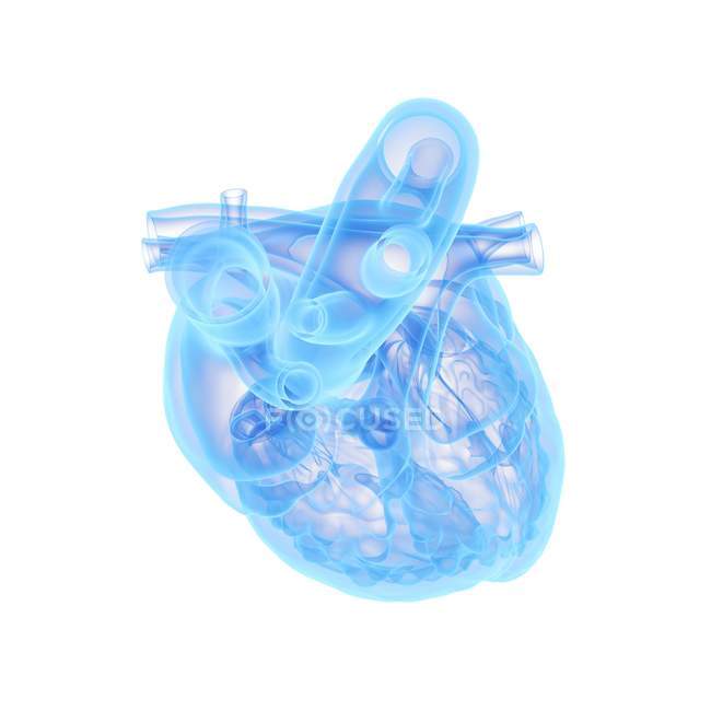 Corazón humano, ilustración por ordenador . - foto de stock