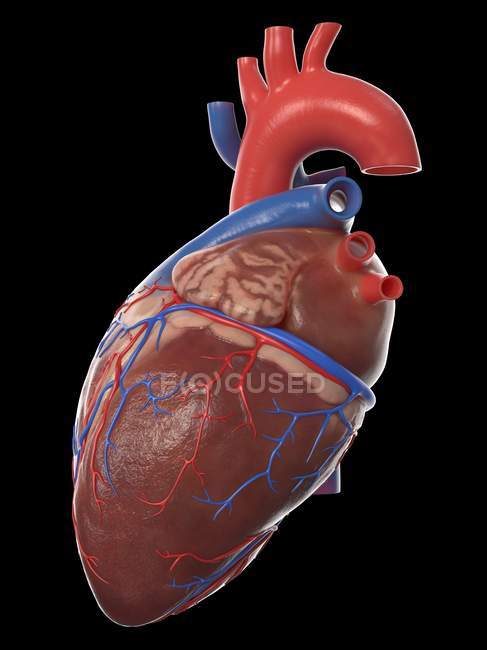 Modelo realista del corazón humano sobre fondo negro, ilustración por ordenador
. - foto de stock