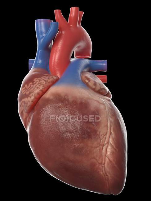 Modelo realista del corazón humano sobre fondo negro, ilustración por ordenador
. - foto de stock