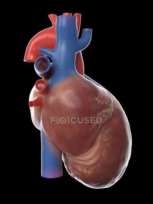 Реалістична модель людського серця на чорному тлі, комп 
