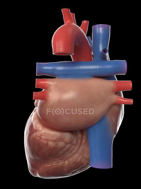 Realistico modello di cuore umano su sfondo nero, illustrazione del computer . — Foto stock