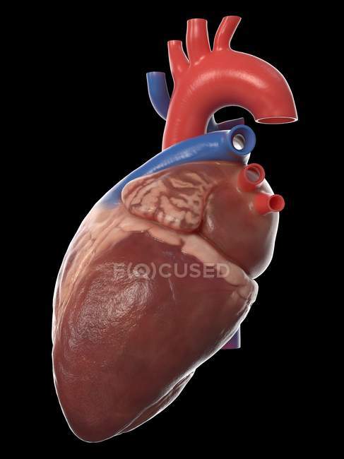 Реалістична модель людського серця на чорному тлі, комп 