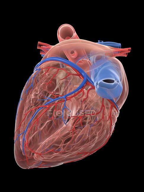 Реалістичне людське серце й кровоносні судини на чорному тлі, цифровий приклад. — стокове фото