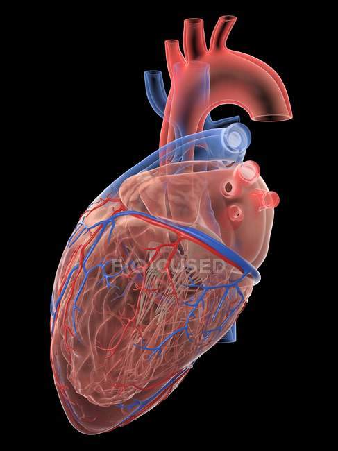 Coração humano realista e vasos sanguíneos em fundo preto, ilustração digital . — Fotografia de Stock