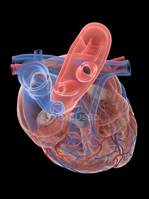 Realistisches menschliches Herz und Blutgefäße auf schwarzem Hintergrund, digitale Illustration. — Stockfoto