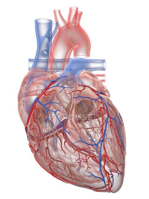 Coeur humain réaliste et vaisseaux sanguins sur fond blanc, illustration numérique
. — Photo de stock