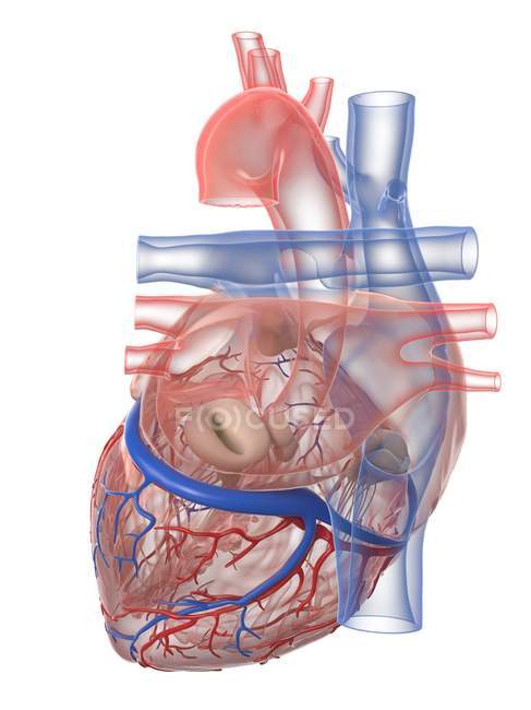 Реалістичне людське серце й кровоносні судини на білому фоні, цифровий приклад. — стокове фото