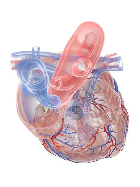 Реалістичне людське серце і кровоносні судини на білому тлі, цифрова ілюстрація . — стокове фото