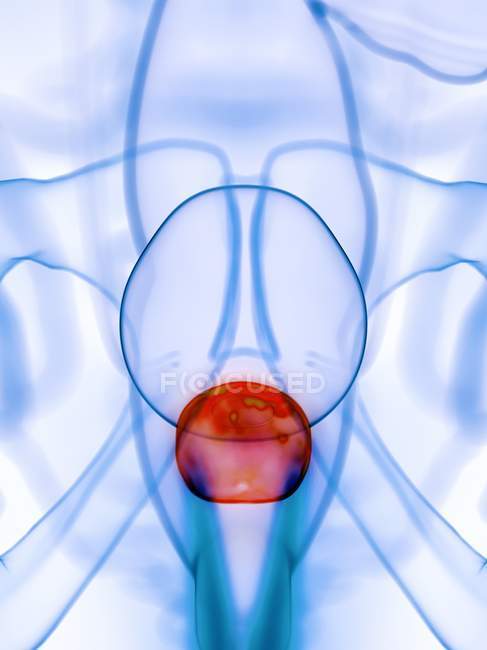 Prostate enflammée dans le corps masculin abstrait, illustration numérique
. — Photo de stock