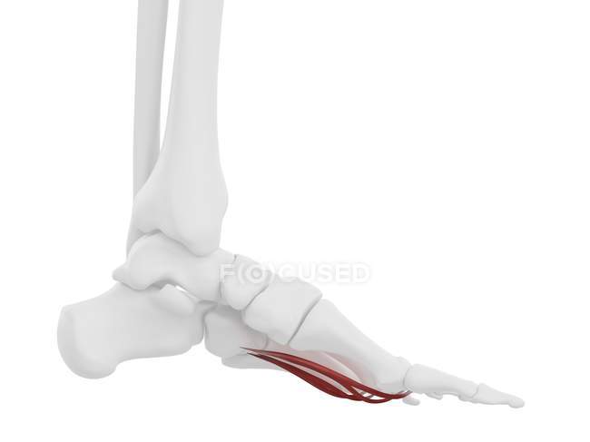 Menschliches Skelettstück mit detailliertem Lendenmuskel, digitale Illustration. — Stockfoto