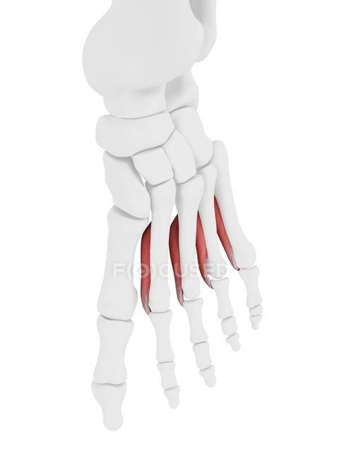 Human skeleton part with detailed Interosseous plantar muscle, digital illustration. — Stock Photo