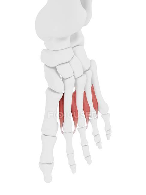 Parte del esqueleto humano con músculo dorsal interóseo detallado, ilustración digital . - foto de stock