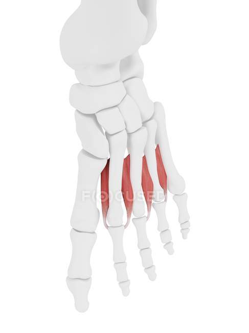 Human skeleton part with detailed Interosseous dorsal muscle, digital ...