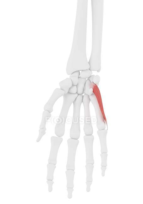 Parte do esqueleto humano com músculo mínimo detalhado de Opponens digiti, ilustração digital . — Fotografia de Stock