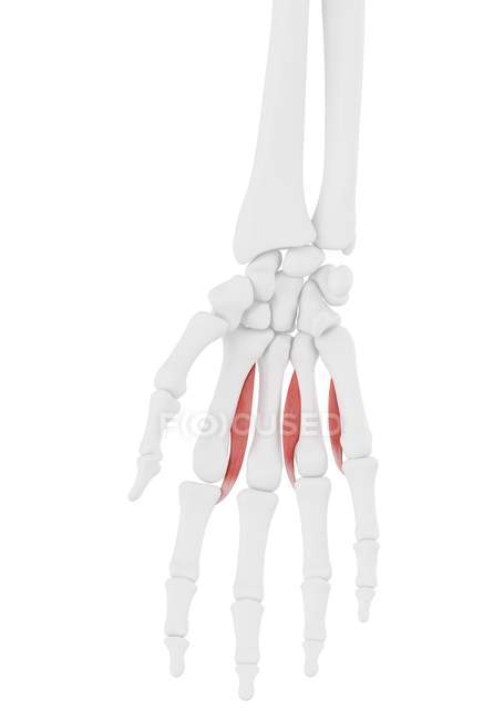 Parte del esqueleto humano con músculo interóseo palmar detallado, ilustración digital . - foto de stock