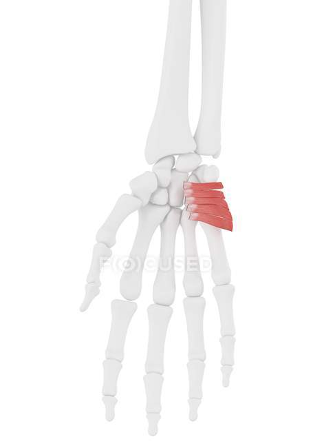 Human skeleton part with detailed Palmaris brevis muscle, digital illustration. — стокове фото
