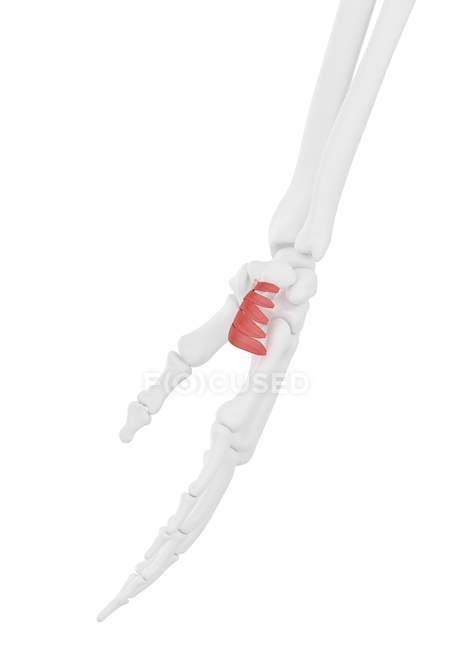 Parte do esqueleto humano com músculo Palmaris brevis detalhado, ilustração digital . — Fotografia de Stock