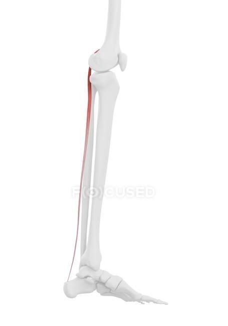 Partie squelette humain avec muscle Plantaris détaillé, illustration numérique . — Photo de stock
