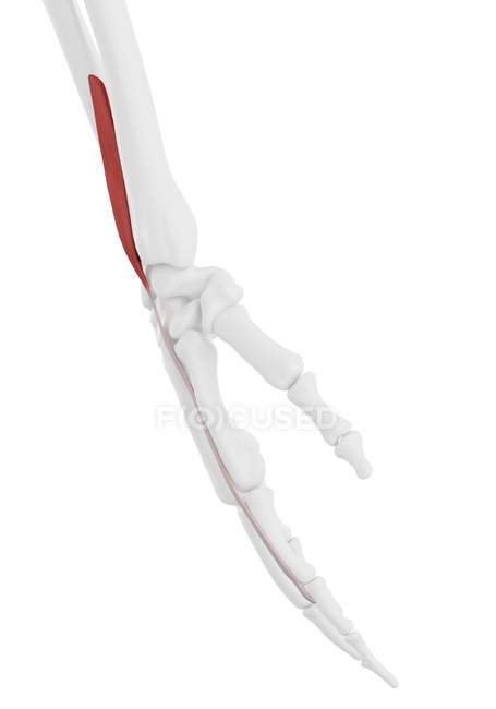 Parte do esqueleto humano com músculo extensor índigo do Pronator detalhado, ilustração digital . — Fotografia de Stock