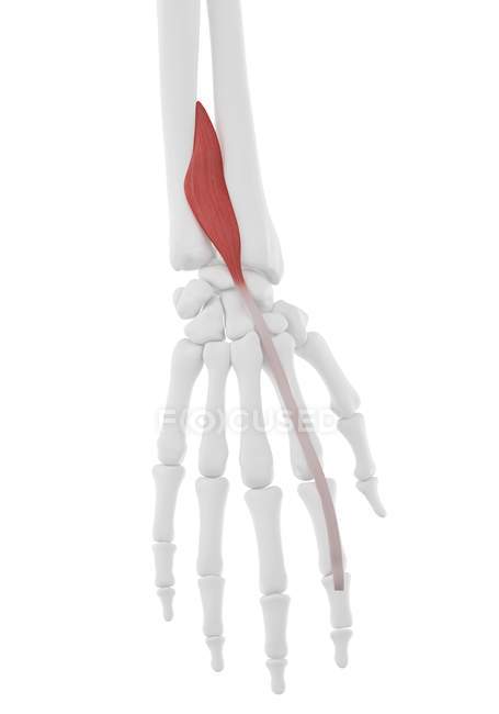 Parte do esqueleto humano com músculo extensor índigo do Pronator detalhado, ilustração digital . — Fotografia de Stock