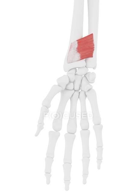 Menschliches Skelettstück mit detailliertem Pronator-Quadratus-Muskel, digitale Illustration. — Stockfoto