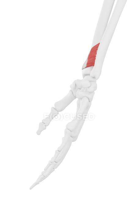 Часть скелета человека с детальной четырехугольной мышцей пронатора, цифровая иллюстрация . — стоковое фото
