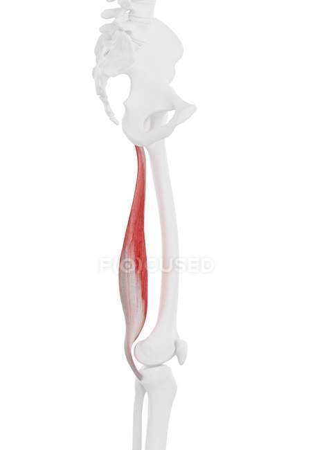 Parte del esqueleto humano con músculo Semimembranosus detallado, ilustración digital
. - foto de stock