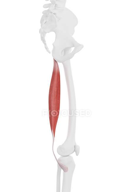 Menschliches Skelettstück mit detailliertem Semitendinosus-Muskel, digitale Illustration. — Stockfoto