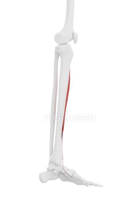 Parte do esqueleto humano com músculo tibial anterior detalhado, ilustração digital . — Fotografia de Stock