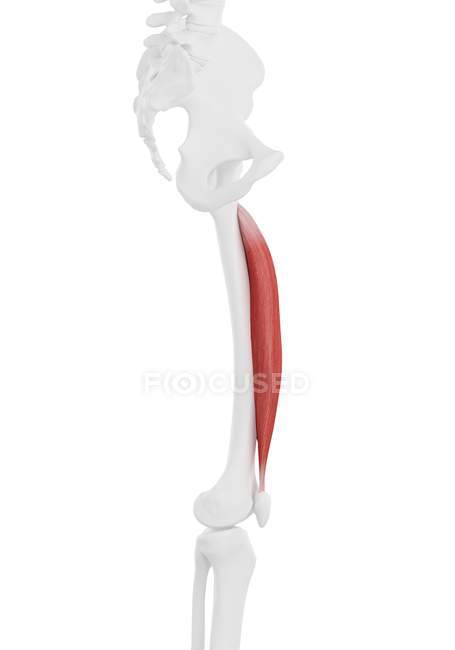 Human skeleton part with detailed Vastus intermedius muscle, digital illustration. — Stock Photo