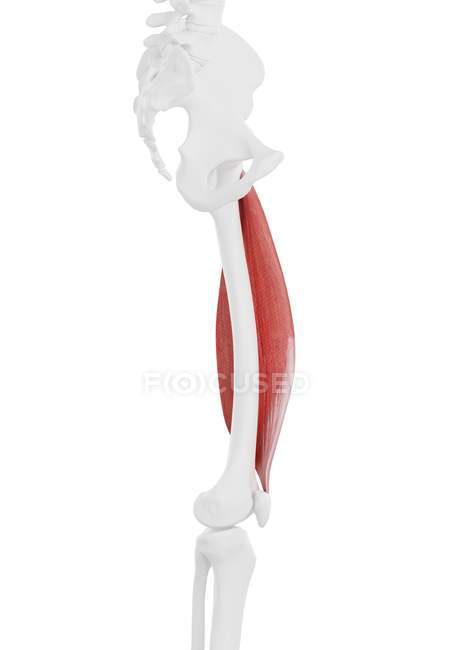 Menschliches Skelettstück mit detailliertem Vastus lateralis Muskel, digitale Illustration. — Stockfoto