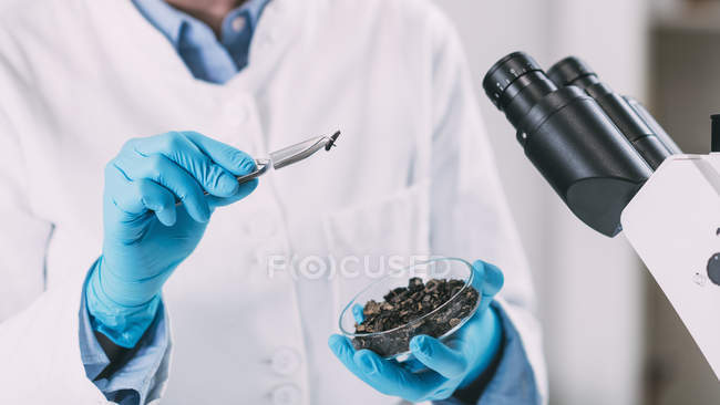 Midsection of archaeologist analyzing charred wood in petri dish. — Stock Photo