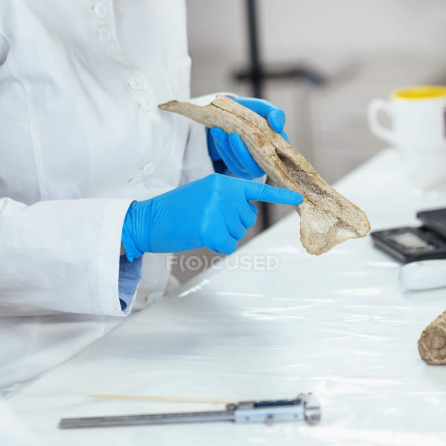 Pesquisador de arqueologia em laboratório demonstrando o uso de chifres como ferramenta na pré-história . — Fotografia de Stock